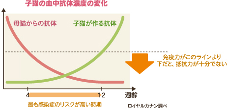 子猫の血中抗体濃度の変化