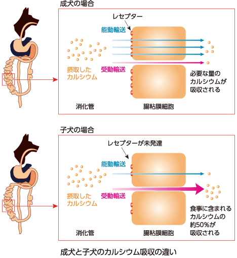 成犬と子犬のカルシウム吸収の違い