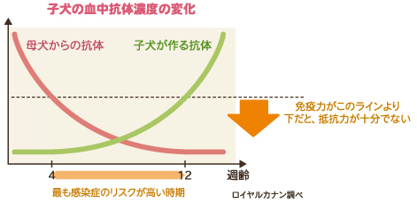 子犬の血中抗体濃度の変化