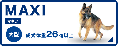 大型犬 26kg以上